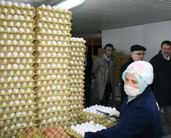 MÜSİAD Yönetimi Kılıçlar Yumurta Tesislerini Gezdi